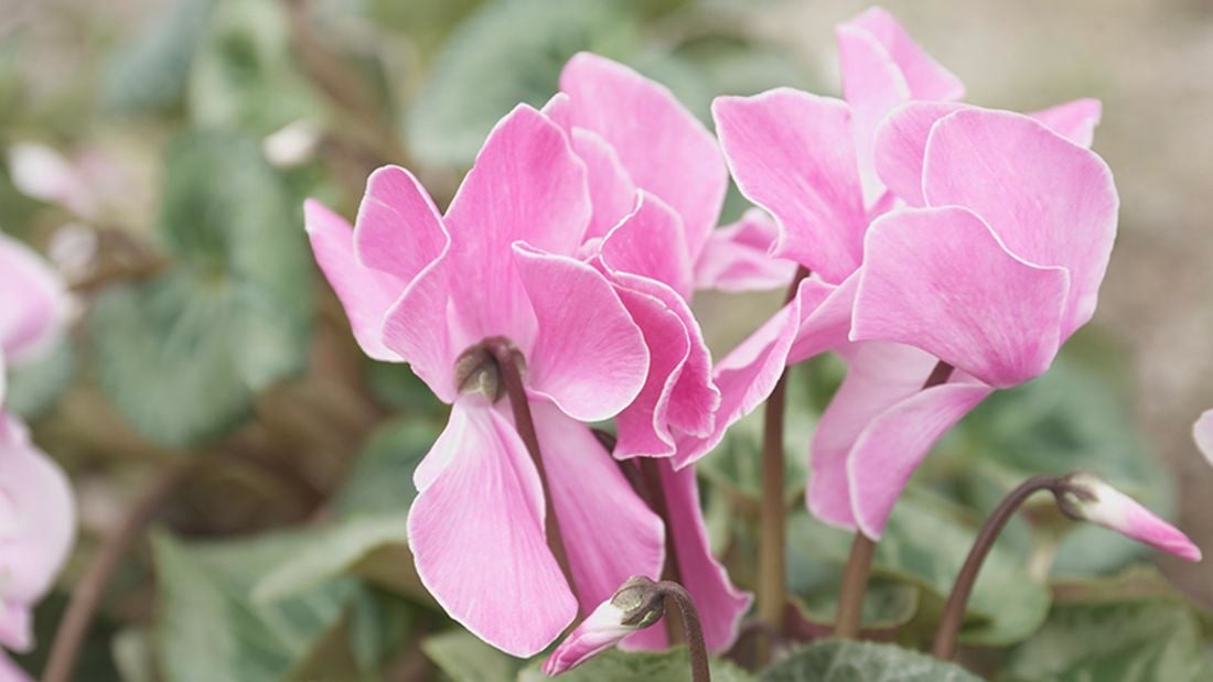 A vibrant pink cyclamen in bloom.