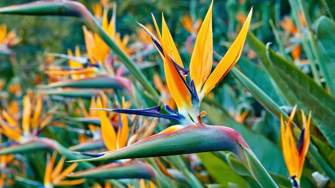 Vivid and stunningly colourful bird of paradise flowers in orange and purple.