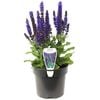140mm Woodland Sage - Salvia nemorosa - Mighty Series