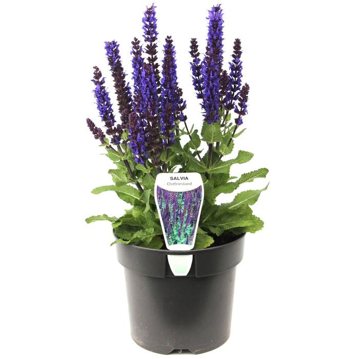 140mm Woodland Sage - Salvia nemorosa - Mighty Series