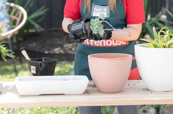 adding succulents