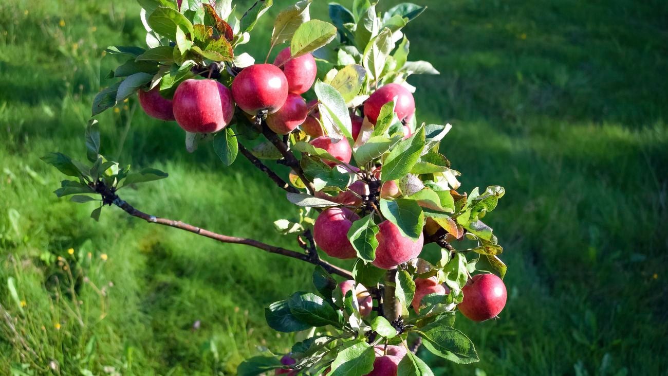 Red apples growing on a dwarf tree