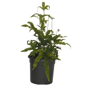 120mm Jungle Brake Fern - Pteris umbrosa