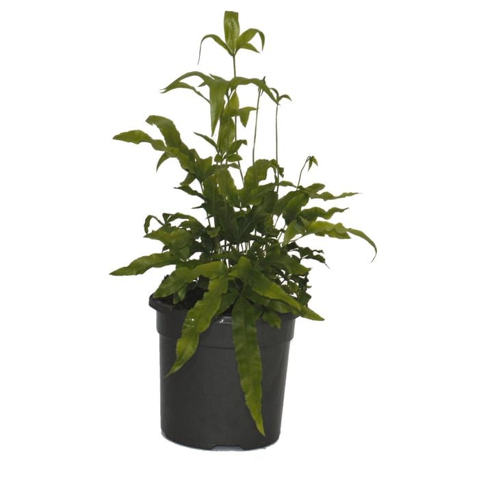 120mm Jungle Brake Fern - Pteris umbrosa
