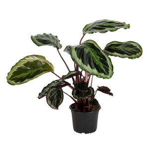 140mm Prayer Plant - Calathea Shinestar