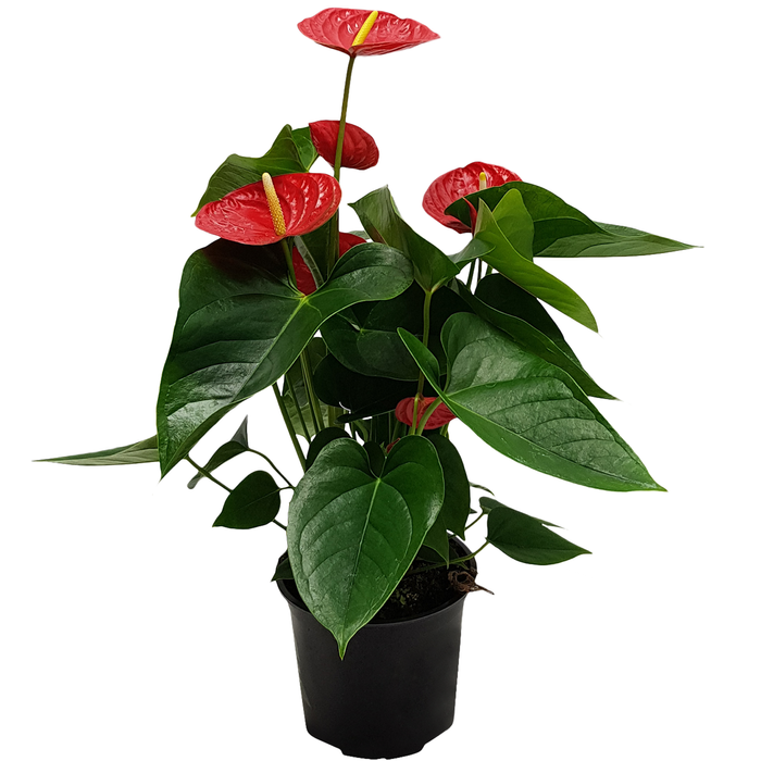 150mm Anthurium Red Winner - Anthurium andreanum