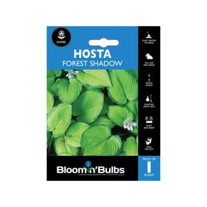 Bloomin' Bulbs Hosta Forest Shadows - 1 Pack