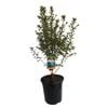 3.5L Pittosporum Mountain Green - Pittosporum tenufolium