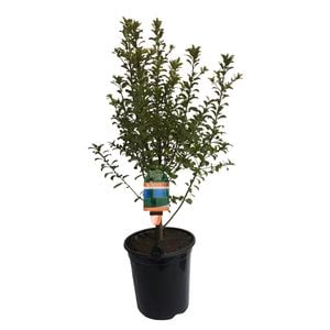 3.5L Pittosporum Mountain Green - Pittosporum tenufolium