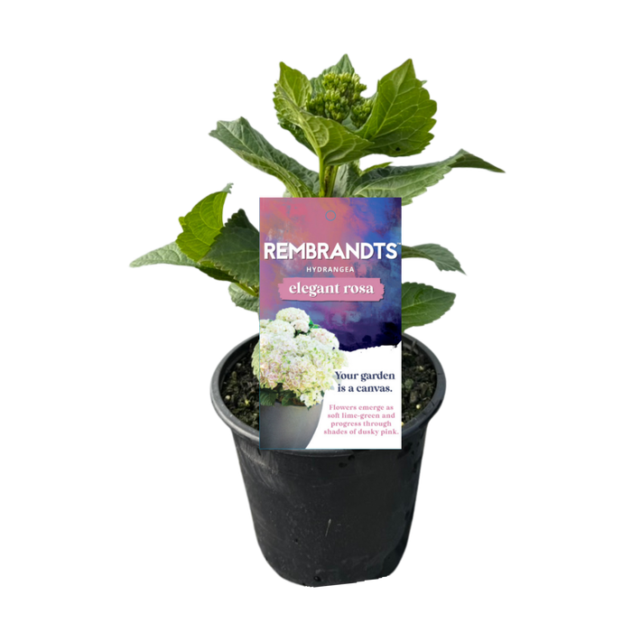 170mm Hydrangea Rembrandt Elegant Rosa - Hydrangea macrophylla - Gardening Solutionz