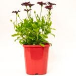 140mm Osteospermum Red