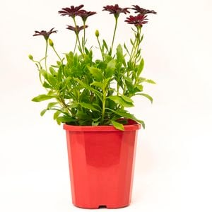 140mm Osteospermum Red