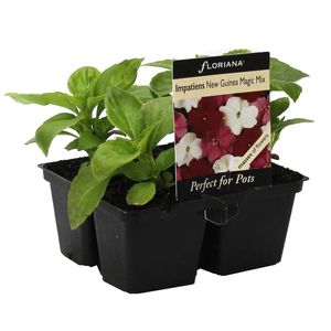 4 Cell Impatiens New Guinea Mix - Impatiens hawkerii - Perfect 4 Pots Range