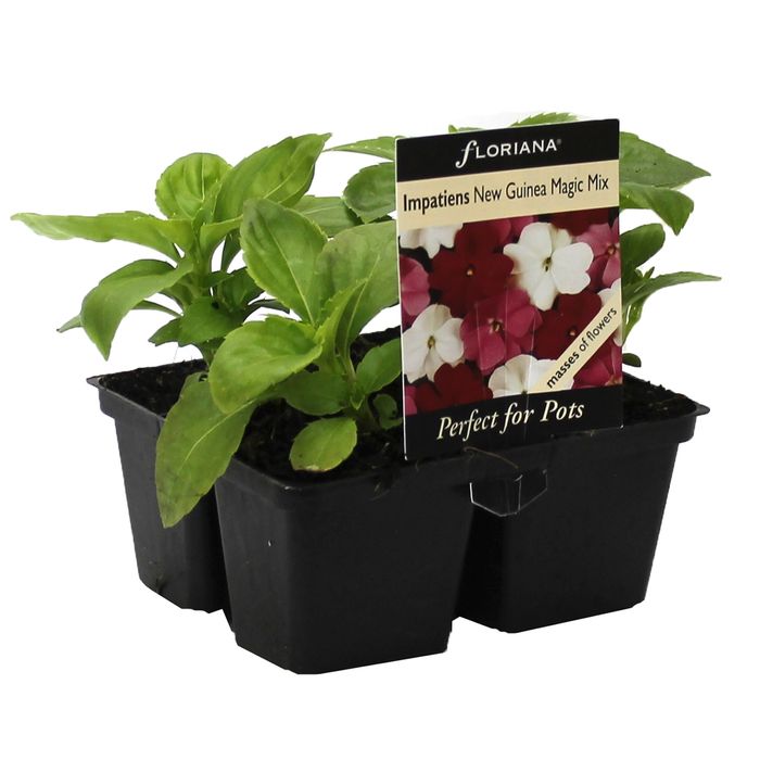 4 Cell Impatiens New Guinea Mix - Impatiens hawkerii - Perfect 4 Pots Range