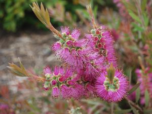 DIY Advice Image - The best low maintenance plants for your garden . G Drive blob storage upload.