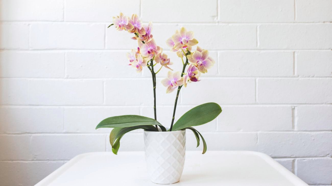 Orchid - Wide