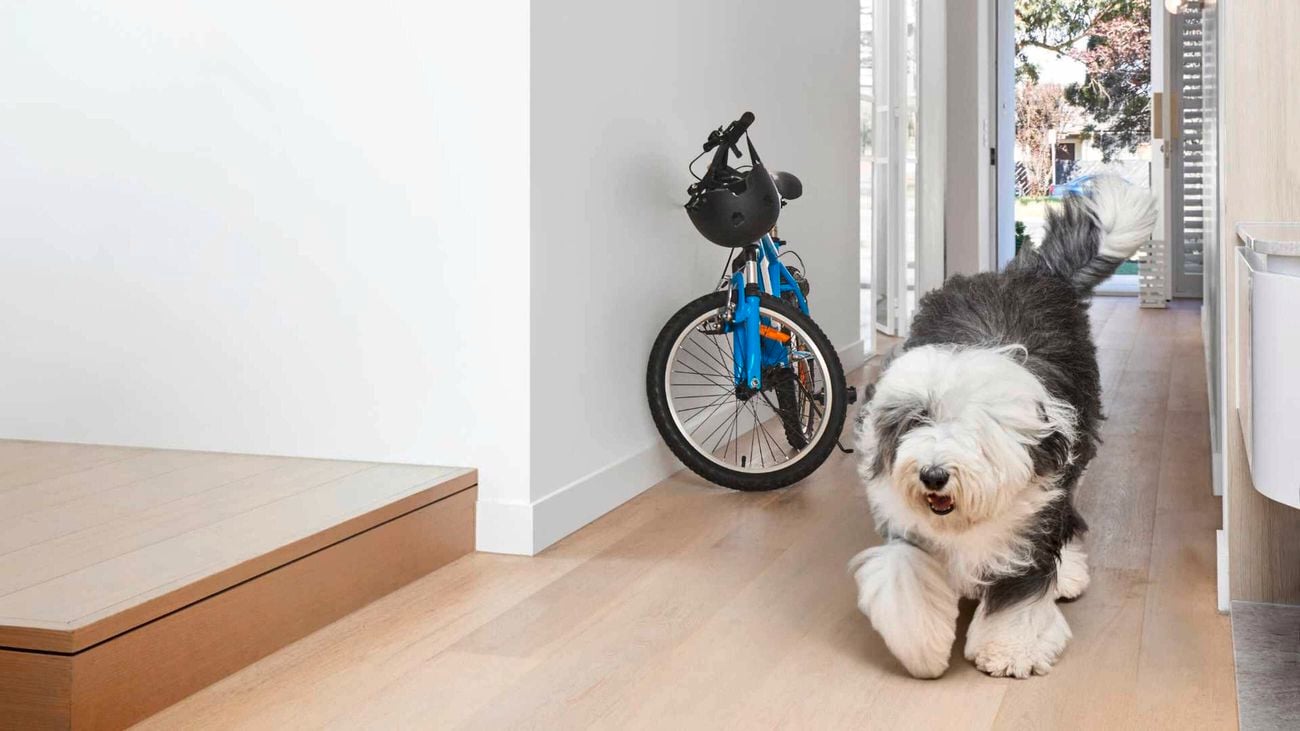 Dog in the hallway of a house