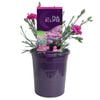 140mm Dianthus Pink Eclipse - Dianthus