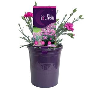 140mm Dianthus Pink Eclipse - Dianthus