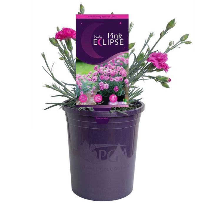 140mm Dianthus Pink Eclipse - Dianthus