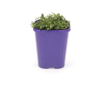 85mm Step-ables - Thyme