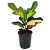 125mm Croton Wilma - Codiaeum variegatum