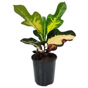 125mm Croton Wilma - Codiaeum variegatum
