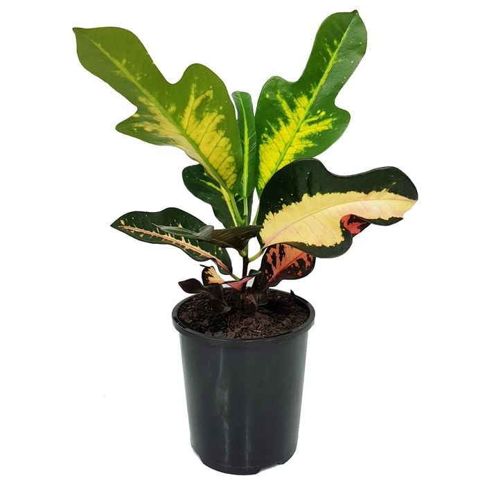 125mm Croton Wilma - Codiaeum variegatum