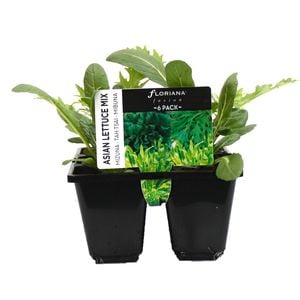 Asian Lettuce Mix Punnet