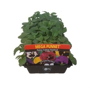 Mega Punnet - Pansy Colour Festival - Viola x wittrockiana