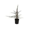 140mm Grevillea Coral Baby