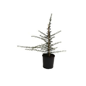 140mm Grevillea Coral Baby