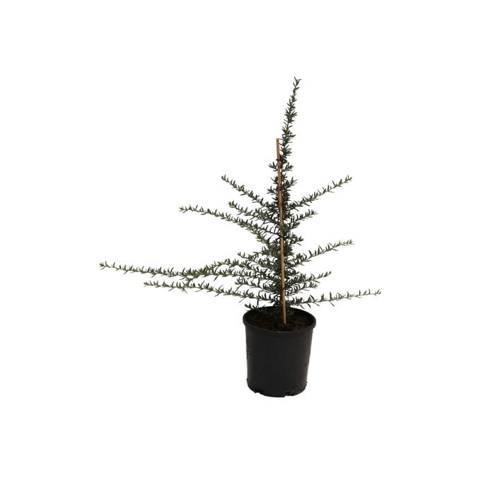 140mm Grevillea Coral Baby