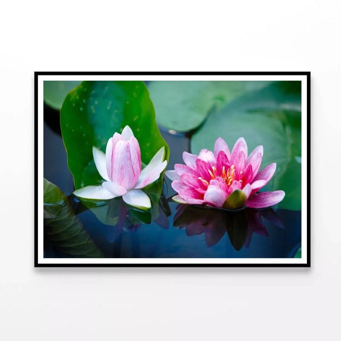 Flowers Blooming On a Lily Pad  Print 100% Australian Made 120x90cm  (Poster)