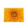 Galrie Stunning Close-Up of a Yellow Flower Fine Art Photography Print, Wood Frame, A3 30 x 42cm (12 x 16inch)