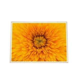 Galrie Stunning Close-Up of a Yellow Flower Fine Art Photography Print, Wood Frame, A3 30 x 42cm (12 x 16inch)
