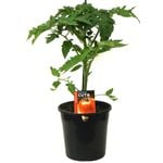 180mm Tomato Apollo - Lycopersicon esculentum