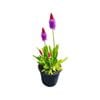 1.3L Orchid Primrose - Primula vialii Red Hot Poker