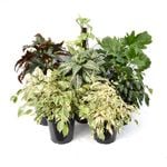 20cm Assorted Indoor Plants