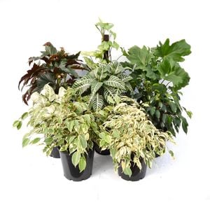 20cm Assorted Indoor Plants