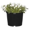 205mm Assorted Potted Plants