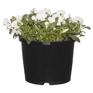 205mm Assorted Potted Plants