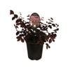 3.5L Loropetalum Fire Dance - Loropetalum chinense var.rubrum Fire Dance