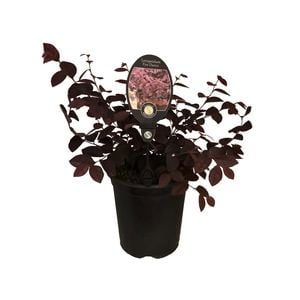 3.5L Loropetalum Fire Dance - Loropetalum chinense var.rubrum Fire Dance