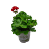 170mm Pelargonium Big Ezee - Pelargonium peltatum