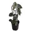 125mm Silver Leaf - Philodendron brandtianum