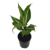 250mm Sterling - Dieffenbachia maculata
