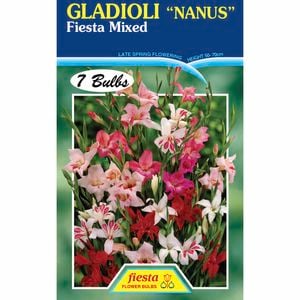 Fiesta Flower Bulbs Gladioli Nanus Fiesta Mixed - 7 Bulbs