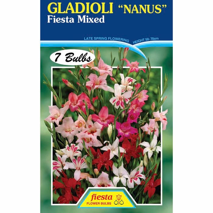 Fiesta Flower Bulbs Gladioli Nanus Fiesta Mixed - 7 Bulbs