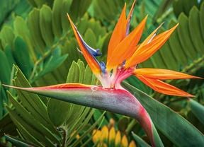 Close up image of a flowering bright orange, red and purple Bird of paradise plant.